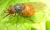Rhingia rostrata